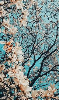 Image result for Pinterest iPhone Spring Backgrounds