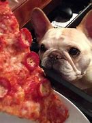 Image result for Bulldog Eating Pizza
