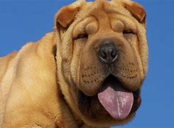 Image result for Chinese Shar Pei Tongue