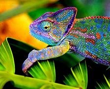 Image result for chameleon
