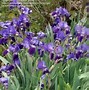 Image result for Iris germanica Morning Show