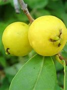 Image result for Cherry Guava