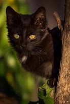 Image result for cats scratching trees