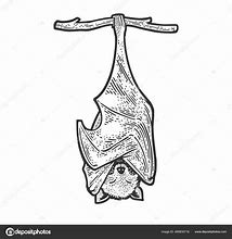 Image result for Hanging Bat Images