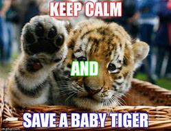 Image result for Baby Tiger Meme