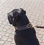 Image result for Cane Corso Dog Collar