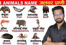 Image result for Sea Animals in Hindi