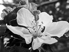 Image result for Apple Blossom Tree