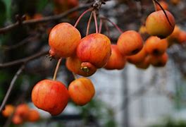 Image result for Autumn Apples