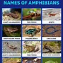 Image result for List of Amphibians
