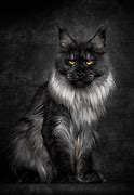 Image result for Maine Coon Wolf Cat
