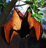 Image result for Fox Bat-Eating