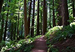 Image result for Trillium California Redwood Forest