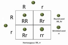 Image result for Cross a Homozygous
