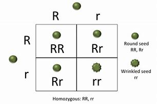 Image result for What Is Homozygous Dominant