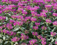 Image result for Monarda Prärienacht