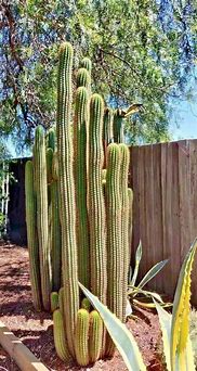 Image result for Column Cactus Plants