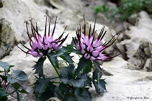 Image result for Physoplexis comosa