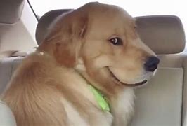 Image result for White Dog with Smiling Meme