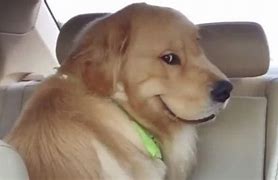 Image result for Brown Dog Smiling Meme