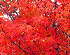 Image result for Maple Tree Canada