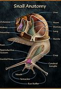 Image result for Apple Snail Anatomy