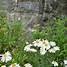 Зображення, знайдене за запитом "Leucanthemum Wirral Supreme (Superbum-Group)"