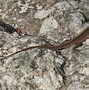 Image result for Black and Green Anole Lizard