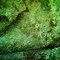 Image result for Dirty Green Texture