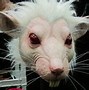 Image result for Creepy Rat Mask