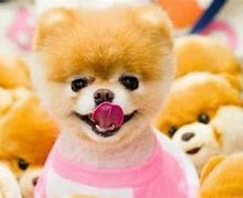 Image result for World's Cutest Dog Dies