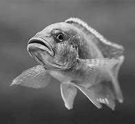 Image result for iOS Wallpaper Fish