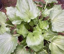 Image result for Hosta Candy Dish