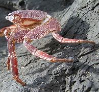 Image result for Thin Shell Rock Crab