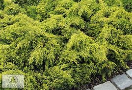 Image result for Juniperus x pfitzeriana Gold Star