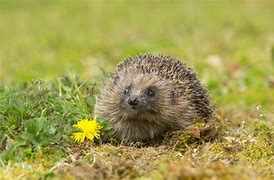 Image result for Ground Hedgehog