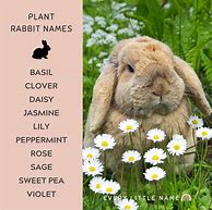 Image result for Cute Bunny Names