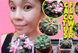 Image result for Desert Cactus with Flowers