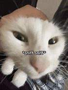 Image result for Cat Sniffing Meme