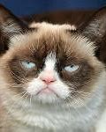 Image result for Grumpy Cat Meme Jesus