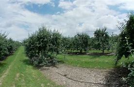 Image result for 360 Apple Farm