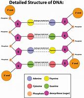 Image result for DNA Sections