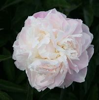 Image result for Paeonia Shirley Temple (Lactif-D-Group)