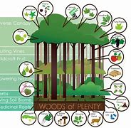 Image result for Non-Timber Forest Products