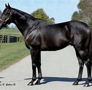 Image result for All-Black Thoroughbred Horse