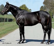 Image result for Black Thoroughbred Stallion