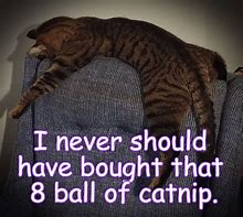 Image result for Funny Cat Memes LOL