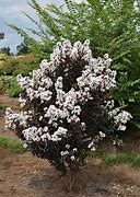 Image result for Lagerstroemia Pixie White