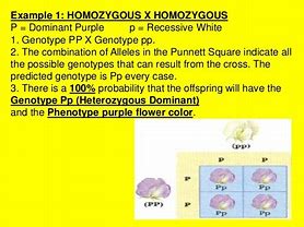 Image result for Homozygous Genotype Examples