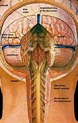 Image result for Spinal Cord and Vertebrae